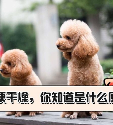 泰迪幼犬大便干燥怎么办