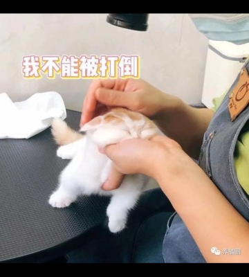 猫咪犯错打了它怎么办