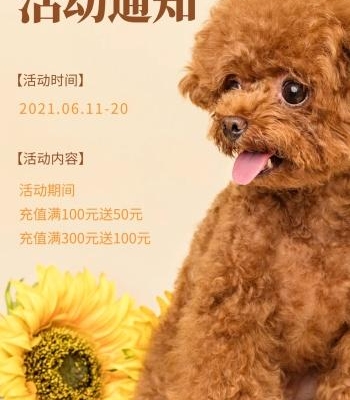 宠物店什么狗活动