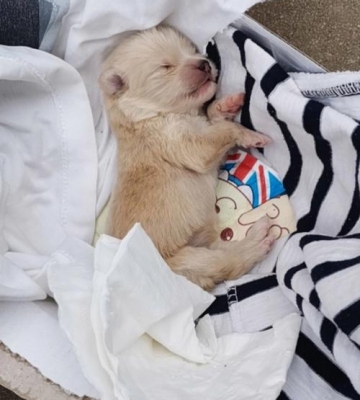 刚出生的小狗叫什么犬