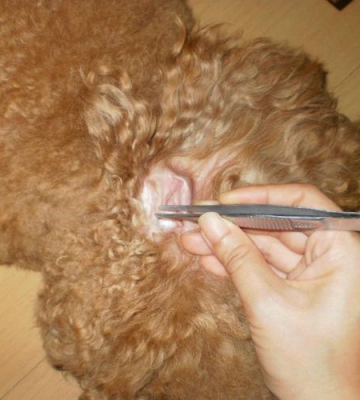 给狗狗清理耳朵用什么