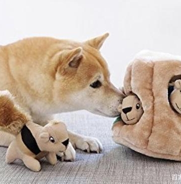 狗狗怎么不愿意配