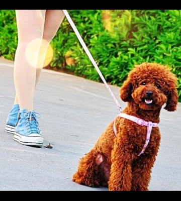 泰迪幼犬牵引用什么牌子好