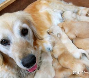 狗奶胀没有小狗怎么办啊