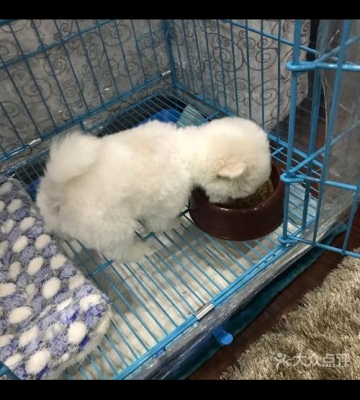 宠物店卖活体什么意思