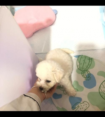 比熊弓背是怎么回事