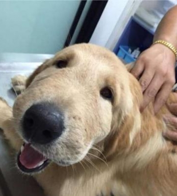 狗狗的脸破了怎么办啊