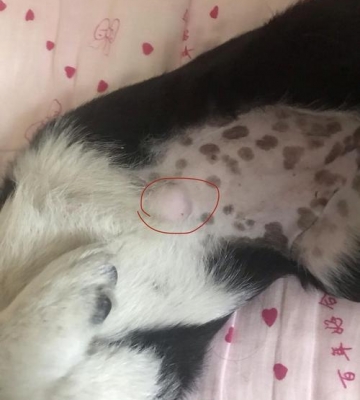 狗狗肚子硬怎么回事