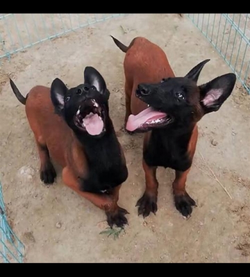 怎么辨别小狗是不马犬