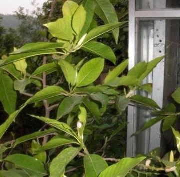 如何避免植物危害