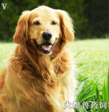 狗狗过敏发烧怎么办最有效