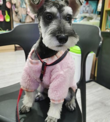 三个月狗狗怎么修毛