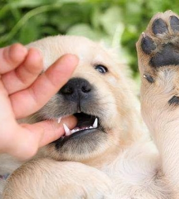 狗狗啃前腿怎么回事