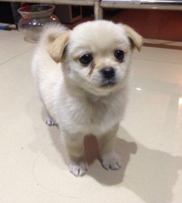 有什么小狗长不大的