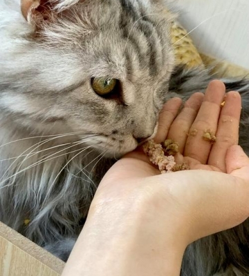 猫咪拉稀不爱吃食怎么办