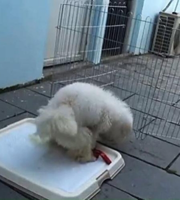 怎么培养比熊定点大小便