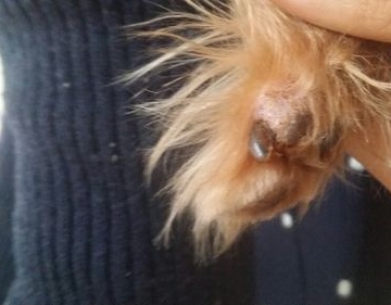 狗狗指甲囊肿怎么治疗