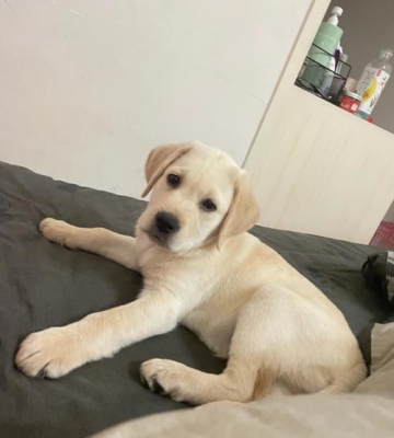 拉布拉多幼犬两个月能吃什么好
