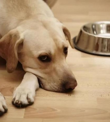 狗狗不吃食没精神怎么办
