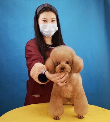 宠物美容师b班学什么