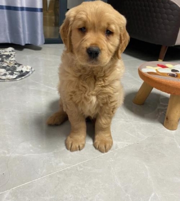 幼犬金毛生病有什么症状