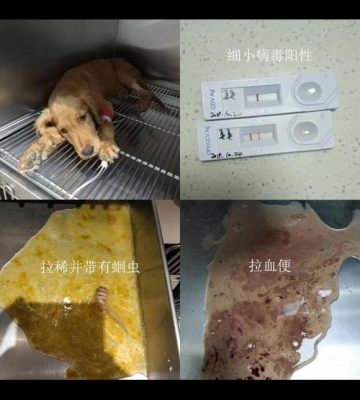 狗狗结肠炎怎么治疗