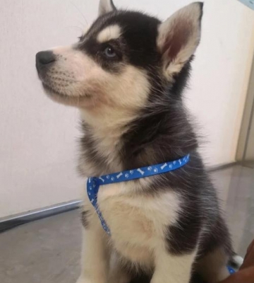 哈士奇幼犬怎么长得快