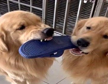 狗狗咬拖鞋是什么意思