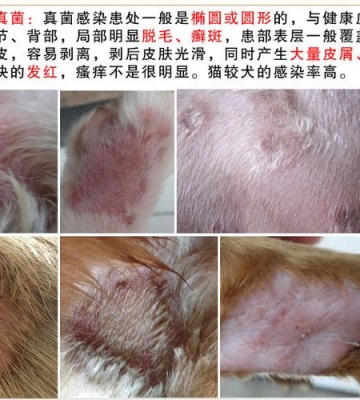 狗狗真菌癣怎么治