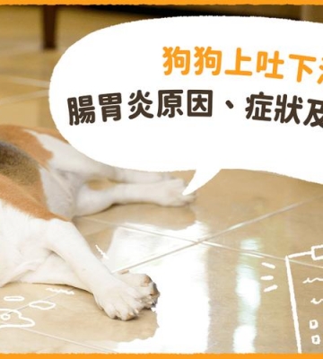 幼犬得胃肠炎吃什么