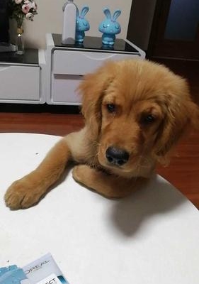 怎么让金毛晚上不叫