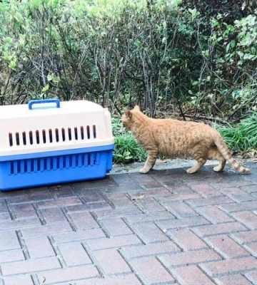 怎么驯服流浪猫咪