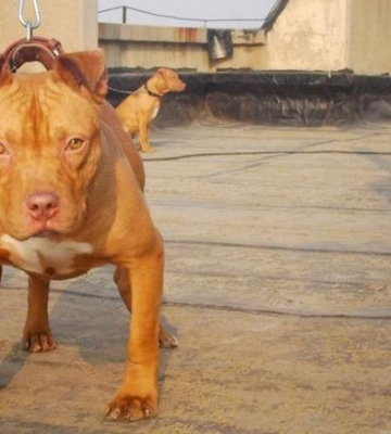 比特幼犬耳朵臭是什么情况