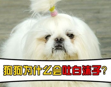狗狗吐白沫喝什么