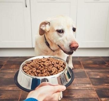 狗狗吃什么食物中毒