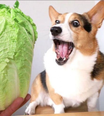 狗狗为什么吃白菜