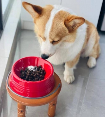 狗不喜欢吃狗粮怎么办6