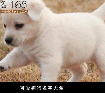 小狗叫什么名字好