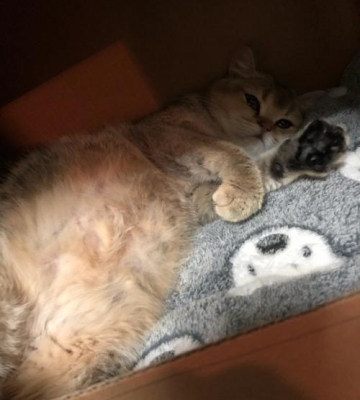 猫咪刚怀孕有什么症状