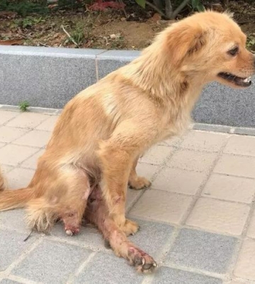 狗狗腿断了怎么接