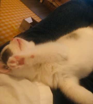 猫咪冬天嗓子哑了怎么办