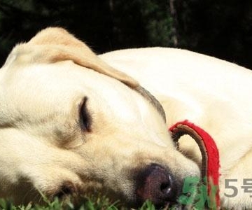 狗狗洗澡后咳嗽怎么办