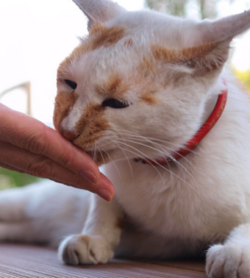 猫咪咬手指代表什么意思