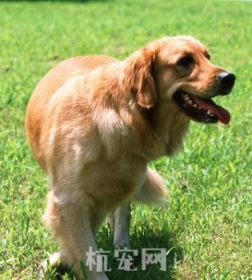 金毛狗心脏病怎么治疗