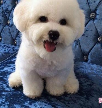 比熊幼犬需要注意什么