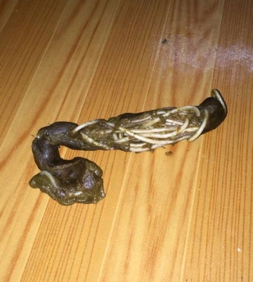 宠物狗为什么拉虫子