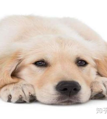 小狗狗没精神怎么回事