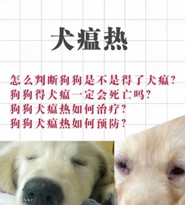 狗狗犬瘟热怎么治疗