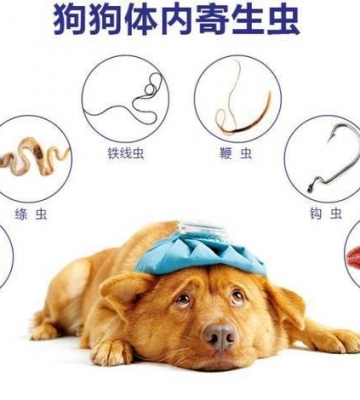 狗狗怎么预防寄生虫