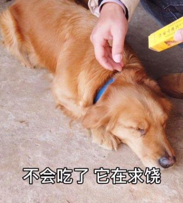 怎么喂狗狗吃药水